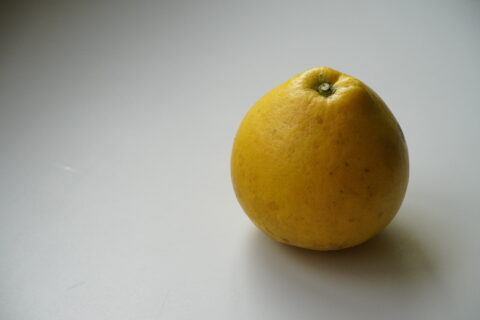 【海抜110m】樹上完熟 大きな大きな柑橘”サワーポメロ”