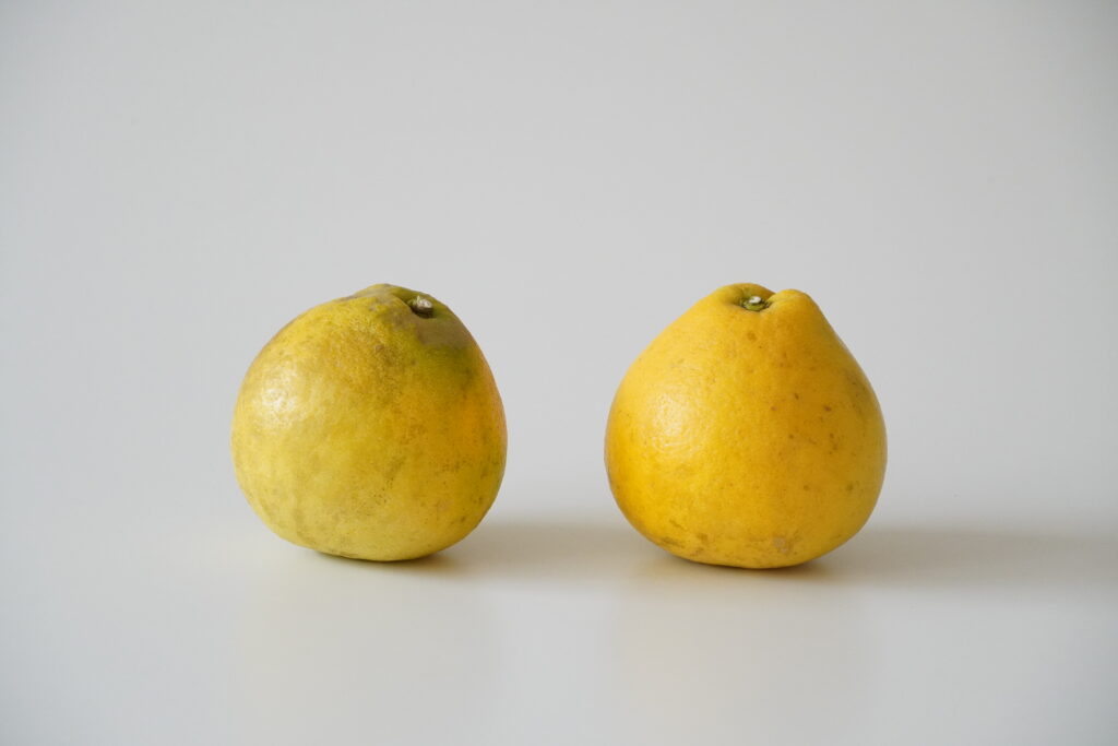 【海抜110ｍ】樹上完熟 大きな大きな柑橘”サワーポメロ”