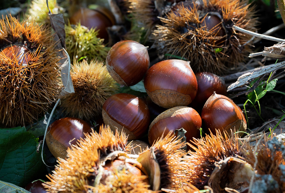 福岡正信自然農園 栗(冷凍)