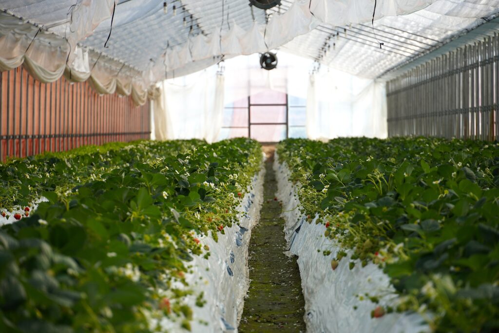 【海抜12ｍ】上村さんの希少な有機いちごと夢街道