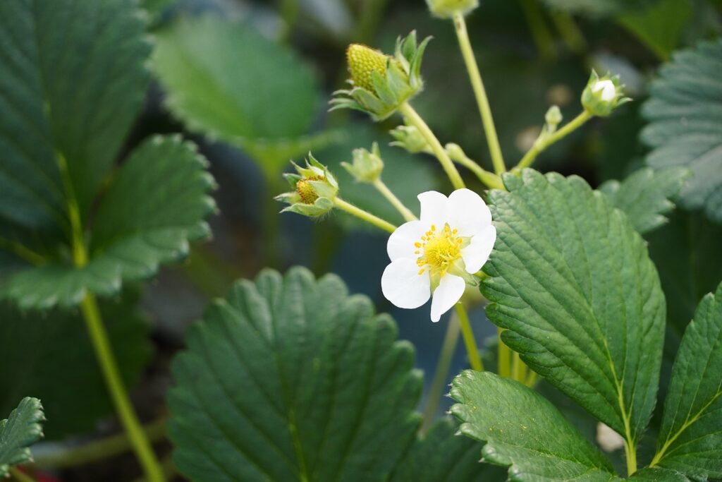 【海抜12ｍ】上村さんの希少な有機いちごと夢街道