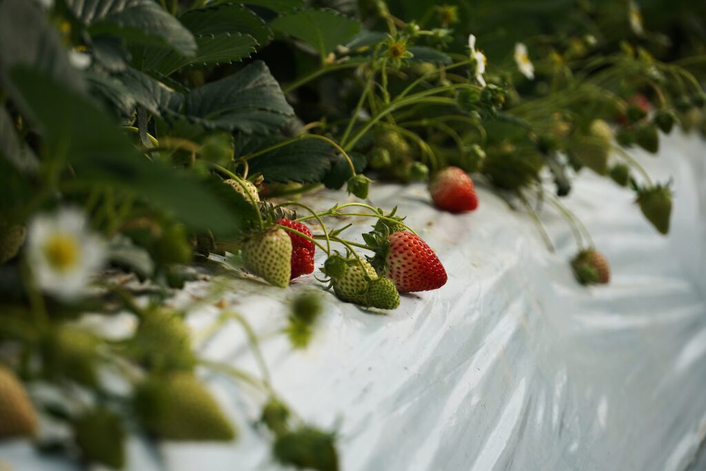 【海抜12ｍ】上村さんの希少な有機いちごと夢街道