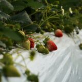 【海抜12ｍ】上村さんの希少な有機いちごと夢街道