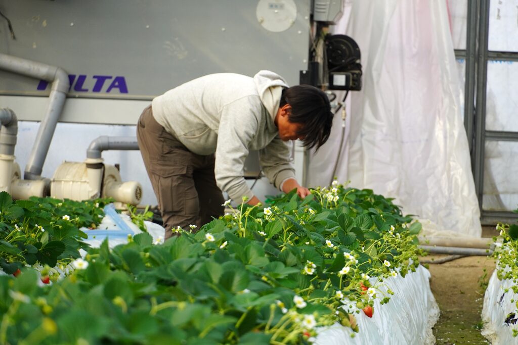 【海抜12ｍ】上村さんの希少な有機いちごと夢街道