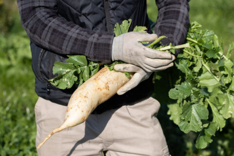 柑橘畑のみぞれおろし